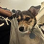 Princess is registered to the contest to win money with this photo: dog, puppy, plastic_bag, indoor, person, black_shirt, curious, closeup, pet, animal, fur, ears, collar, tag, face, expression, home, lighting, candid, background