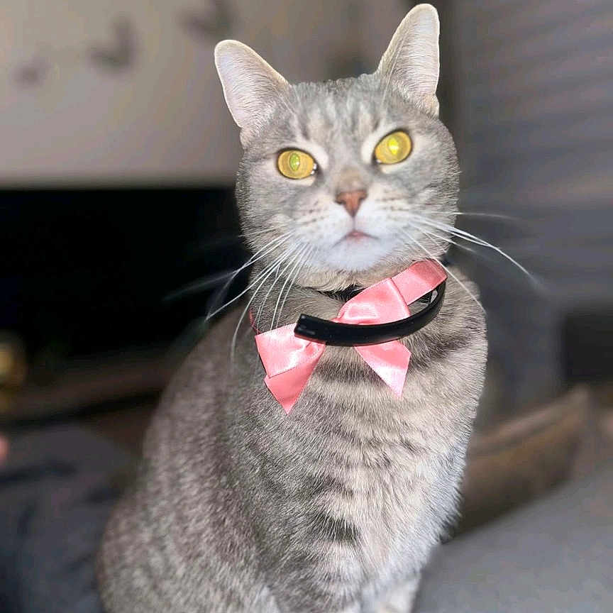 Mimi a rejoint le concours — aidez-le/la à gagner de superbes lots ! abyssinian, accessories, animal, bodypart, cat, collar, egyptiancat, formalwear, gray, jewelry, kitten, leash, manx, mouth, person, pet, strap, teeth, tie, tongue