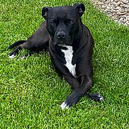 Mr. Wilson joined the competition — help win amazing prizes! dog, black_dog, white_patch, grass, lawn, outdoor, pet, animal, lying_down, relaxed, crossed_paws, canine, nature, summer, daylight, greenery, fur, muzzle, ears, snout