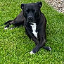 dog, black_dog, white_patch, grass, lawn, outdoor, pet, animal, lying_down, relaxed, crossed_paws, canine, nature, summer, daylight, greenery, fur, muzzle, ears, snout