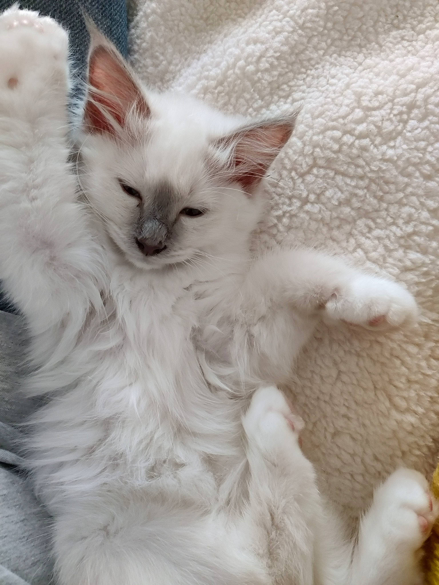 Urani a rejoint le concours — aidez-le/la à gagner de superbes lots ! carnivore, cat, claw, comfort, eye, felidae, fur, iris, paw, small_to_medium_sized_cats, snout, tail, terrestrial_animal, vehicle_registration_plate, whiskers