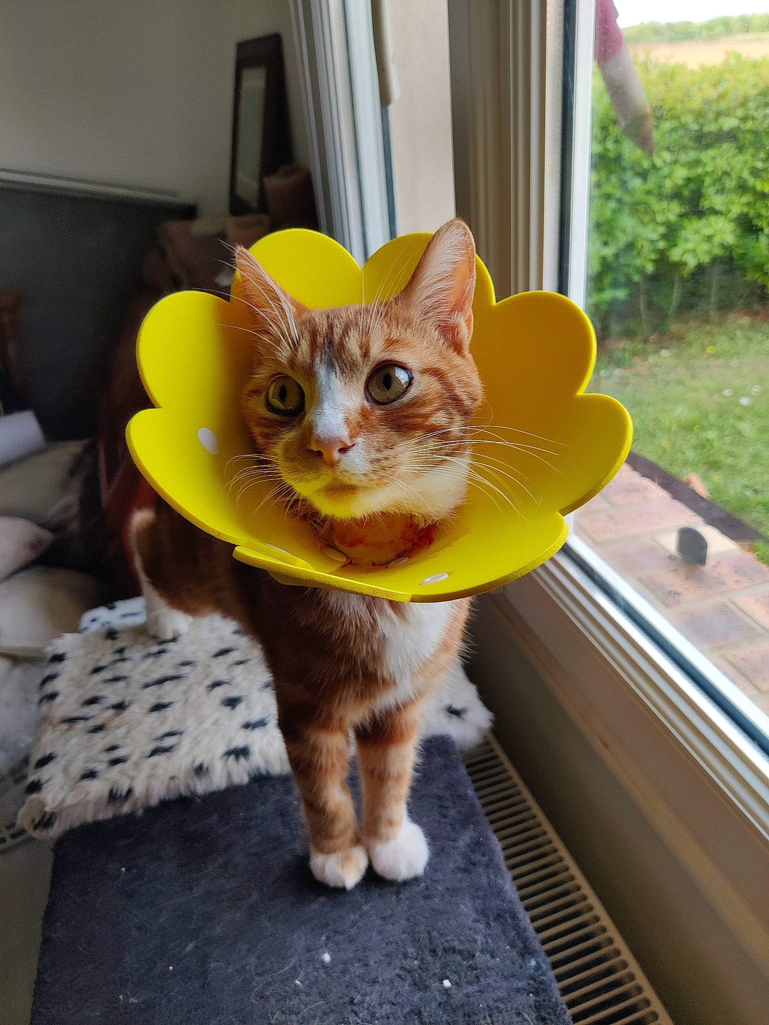 Taïko a rejoint le concours — aidez-le/la à gagner de superbes lots ! carnivore, cat, cat_supply, domestic_short_haired_cat, door, fawn, felidae, fur, glasses, paw, picture_frame, plant, porch, sitting, small_to_medium_sized_cats, snout, tail, whiskers, window, wood