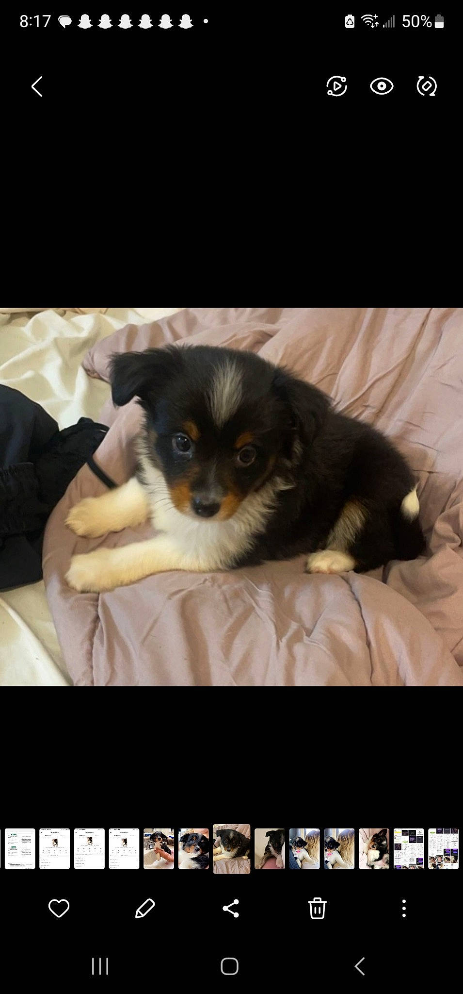 Kali Ann is registered to the contest to win money with this photo: canidae, carnivore, comfort, companion_dog, dog, dog_breed, dog_supply, font, fur, linens, pet_supply, photo_caption, rectangle, room, square, toy_dog