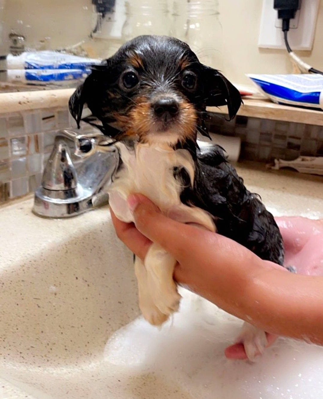 Kali Ann joined the competition — help win amazing prizes! barefoot, carnivore, companion_dog, countertop, dog, dog_breed, fluid, foot, fur, kitchen_appliance, plumbing_fixture, serveware, sink, snout, tap, thigh, toy_dog, water, working_animal, working_dog