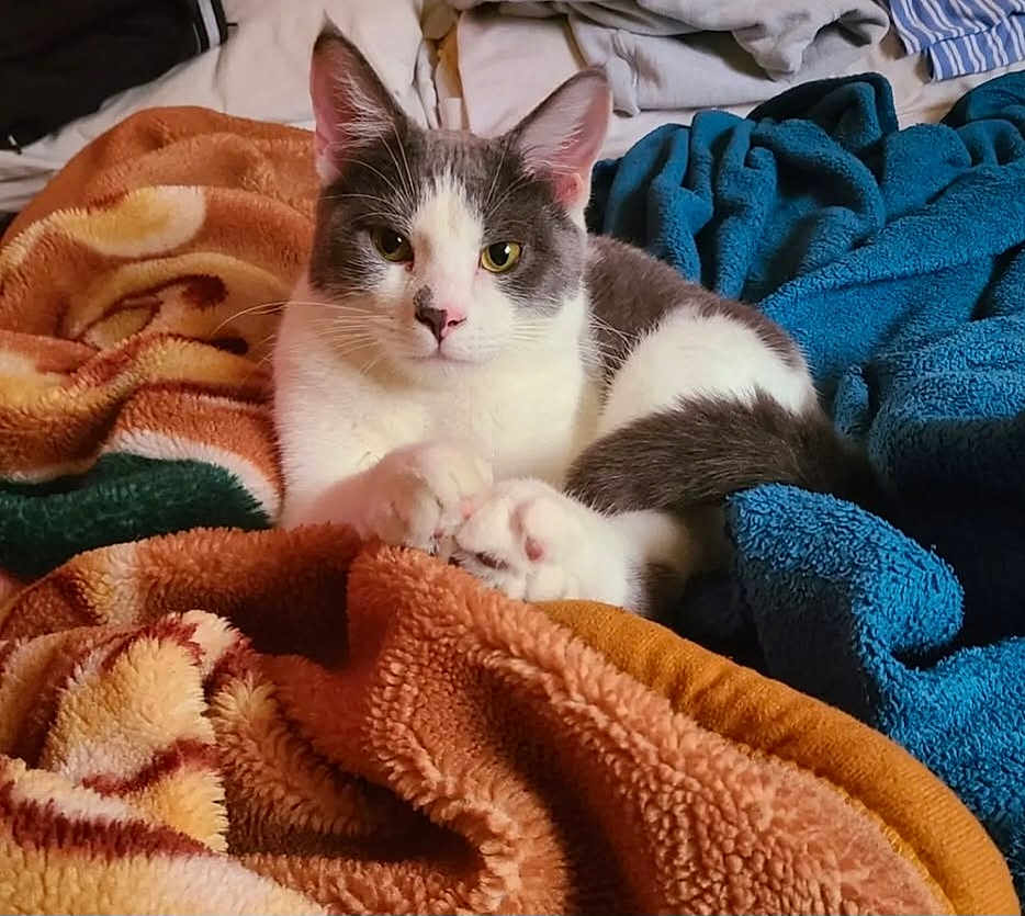 Loki
