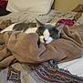 cat, gray_and_white_cat, blanket, bed, quilt, resting, cozy, indoor, feline, pet, sleepy, soft_texture, comfort, pillow, home, relaxation, animal, fur, cute, domestic
