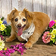 Audi is registered to the contest to win money with this photo: dog, bandana, tongue_out, happy, flowers, wooden_floor, pet, canine, fur, cute, playful, spring, colorful, animal, smiling, portrait, indoor, friendly, small_dog, decorative