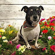 Roxie joined the competition — help win amazing prizes! dog, small_dog, black_and_white, bandana, flower_garden, colorful_flowers, wooden_background, outdoor, pet, sitting, cute, animal, nature, greenery, summer, portrait, ears_up, looking_at_camera, garden, plants