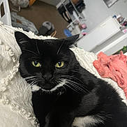 Rosie joined the competition — help win amazing prizes! animal, black_cat, blanket, cat, closeup, cozy, domestic_animal, fur, furniture, green_eyes, home, indoor, mammal, pet, pink_blanket, relaxing, resting, textured_blanket, whiskers, white_fur