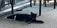 Rosie joined the competition — help win amazing prizes! animal, black_cat, carpet, cat, chair, curious, domestic, floor, four_legs, furniture, indoor, living_room, natural_light, pet, relaxed, resting, stretching, table, whiskers, window