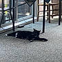animal, black_cat, carpet, cat, chair, curious, domestic, floor, four_legs, furniture, indoor, living_room, natural_light, pet, relaxed, resting, stretching, table, whiskers, window