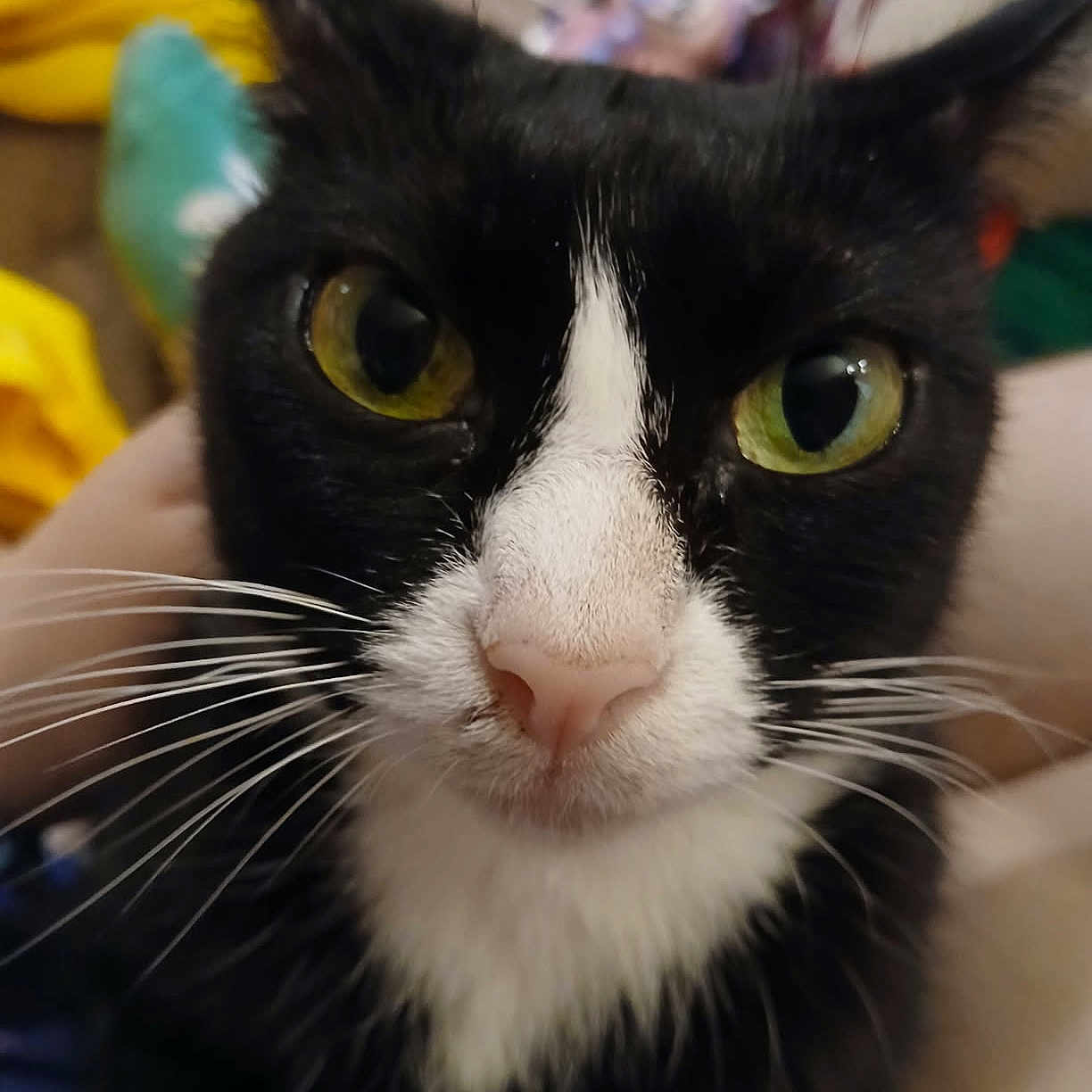 Zhanna joined the competition — help win amazing prizes! animal, black_and_white, blurred_background, cat, close_up, closeup, curious, cute, domestic_cat, ears, face, feline, fur, green_eyes, indoor, nose, pet, portrait, soft_lighting, whiskers