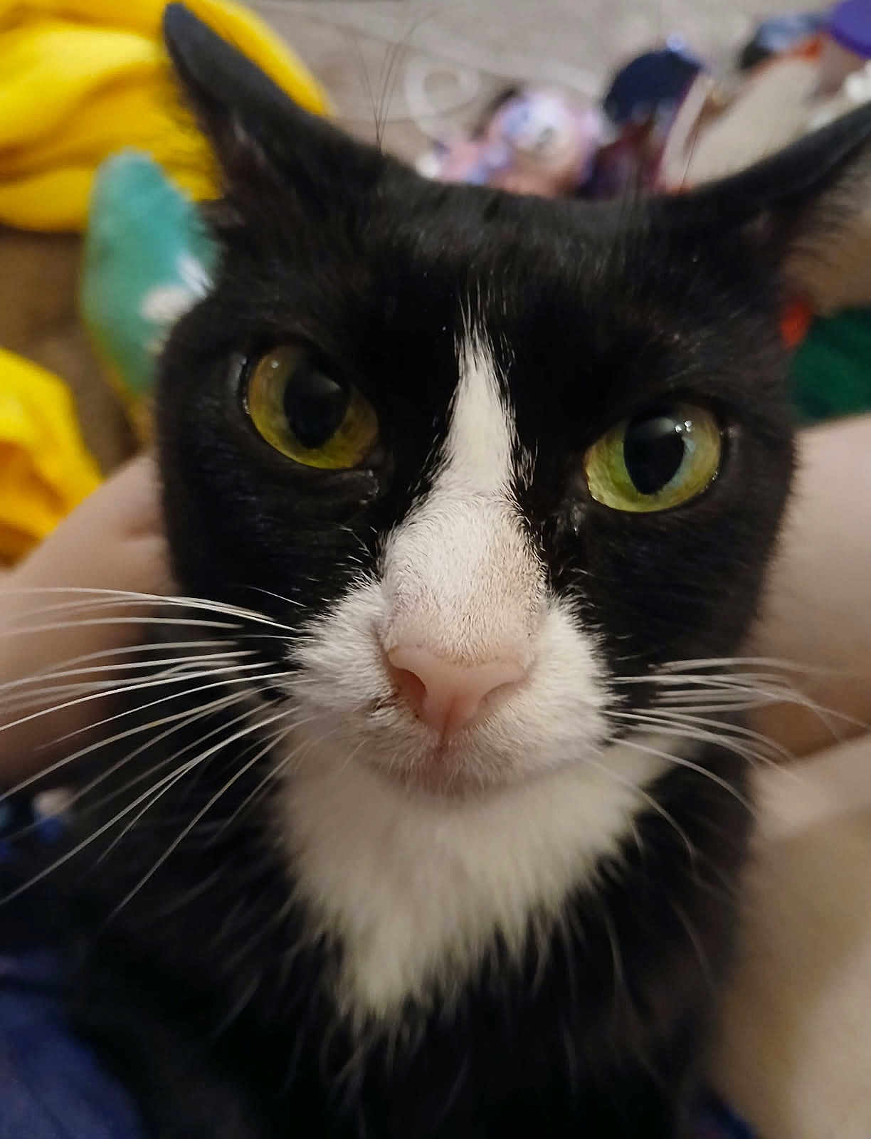 Zhanna joined the competition — help win amazing prizes! cat, close_up, black_and_white, green_eyes, whiskers, pet, feline, animal, face, curious, indoor, blurred_background, soft_lighting, portrait, cute, domestic_cat, nose, ears, fur, closeup