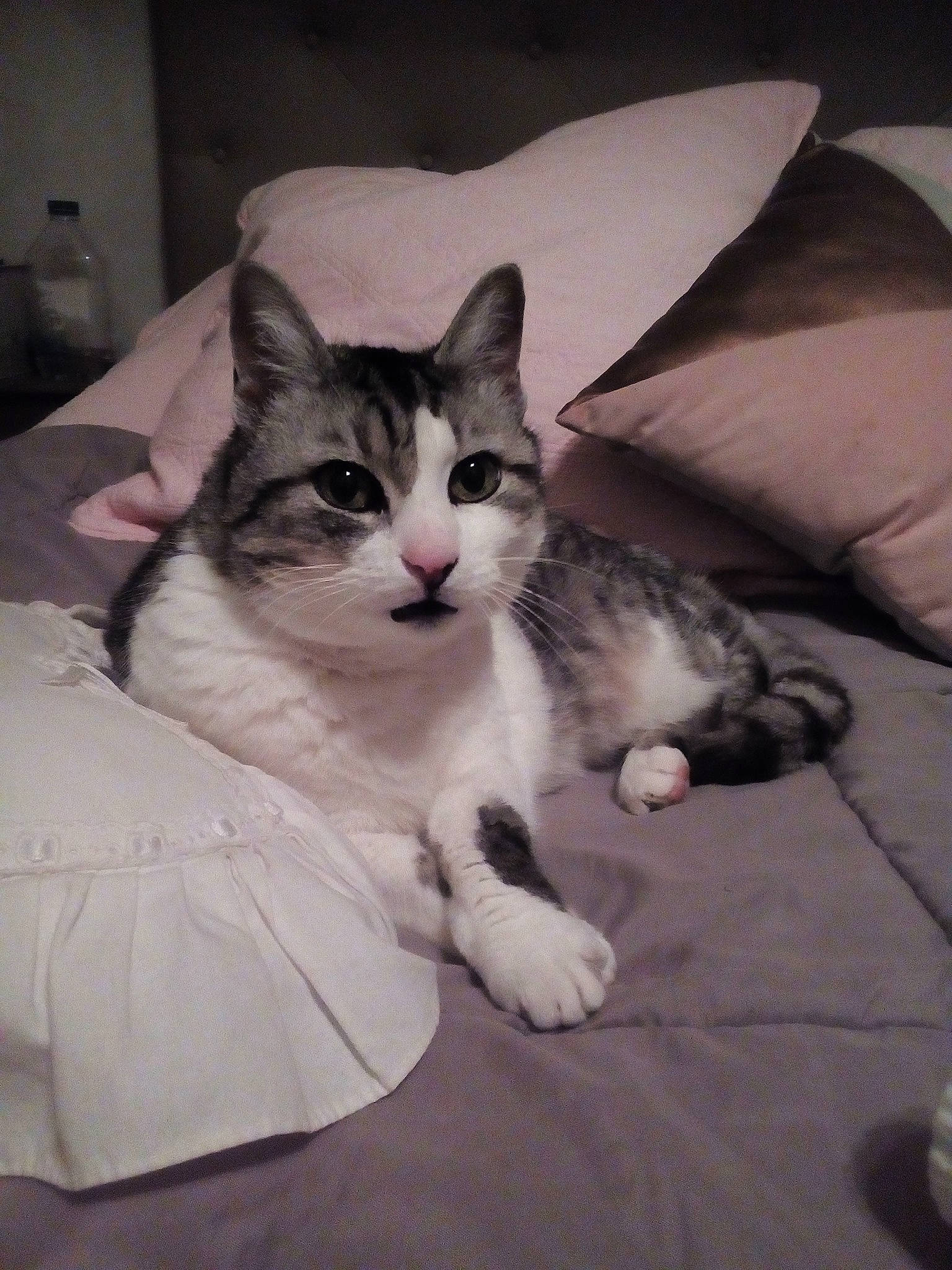 Maya a rejoint le concours — aidez-le/la à gagner de superbes lots ! aegean_cat, american_wirehair, asian, carnivore, cat, domestic_short_haired_cat, european_shorthair, felidae, kitten, mammal, ojos_azules, polydactyl_cat, small_to_medium_sized_cats, tail, vertebrate, whiskers