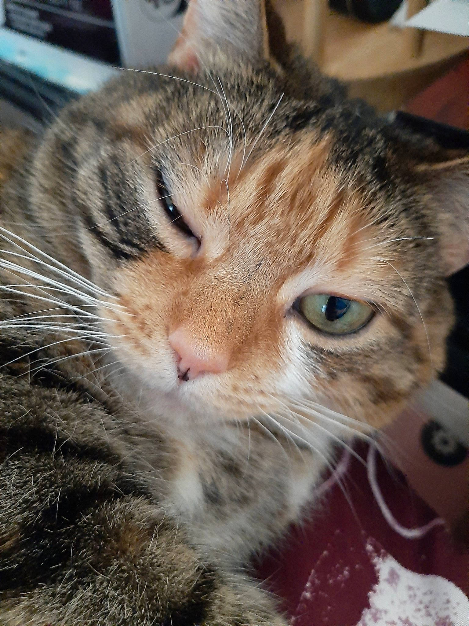 Angel is registered to the contest to win money with this photo: aegean_cat, american_shorthair, american_wirehair, asian, carnivore, cat, close_up, domestic_short_haired_cat, dragon_li, european_shorthair, eye, felidae, fur, kitten, mammal, nose, small_to_medium_sized_cats, snout, tabby_cat, whiskers