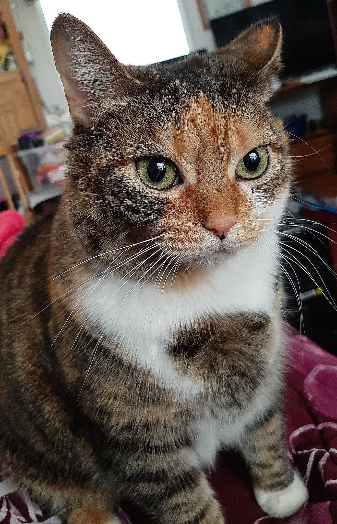 Angel joined the competition — help win amazing prizes! aegean_cat, american_shorthair, american_wirehair, asian, australian_mist, carnivore, cat, domestic_short_haired_cat, dragon_li, european_shorthair, fawn, felidae, fur, kitten, mammal, small_to_medium_sized_cats, snout, tabby_cat, vertebrate, whiskers