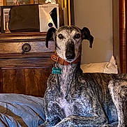 Baya a rejoint le concours — aidez-le/la à gagner de superbes lots ! animal, bed, brown, calm, canine, collar, cozy, dog, domestic, furniture, grey, greyhound, indoor, pet, portrait, quiet, resting, striped, tag, wood