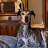 animal, bed, brown, calm, canine, collar, cozy, dog, domestic, furniture, grey, greyhound, indoor, pet, portrait, quiet, resting, striped, tag, wood