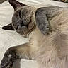 Lila joined the competition — help win amazing prizes! cat, siamese_cat, sleeping, relaxed, lying_down, belly_up, paws, fur, whiskers, ears, face, close_up, indoor, bed, cozy, pet, animal, gray, cream, portrait