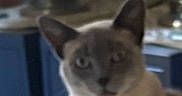 Lila joined the competition — help win amazing prizes! cat, siamese_cat, pet, animal, portrait, indoors, bedroom, blanket, floral, furniture, lamp, table, blue, cream, brown, gray, ears, eyes, sitting, looking_at_camera