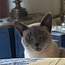 cat, siamese_cat, pet, animal, portrait, indoors, bedroom, blanket, floral, furniture, lamp, table, blue, cream, brown, gray, ears, eyes, sitting, looking_at_camera