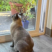 Lila joined the competition — help win amazing prizes! cat, feline, sitting, indoors, glass_door, window, garden, plants, potted_plants, outdoor_view, floor, tail, fur, ears, back_view, home, natural_light, gray_cat, watching, photography