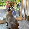 cat, feline, sitting, indoors, glass_door, window, garden, plants, potted_plants, outdoor_view, floor, tail, fur, ears, back_view, home, natural_light, gray_cat, watching, photography