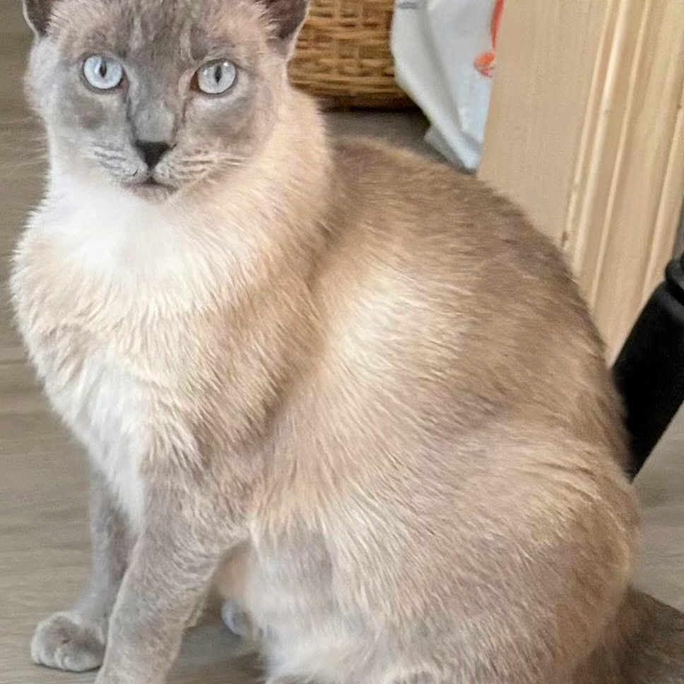 Lila