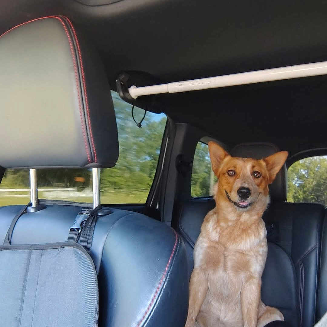 Dixie Belle joined the competition — help win amazing prizes! animal, brown_dog, canine, car_interior, daylight, dog, ears, fur, happy, headrest, leather, nature, outdoor_view, pet, seat, seatbelt, sitting, smiling, vehicle, window