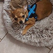 Végas participe au concours pour gagner de l'argent avec cette photo : accessories, animal, beagle, bulldog, canine, chihuahua, clothing, cockerspaniel, cushion, dog, dogbed, homedecor, hound, lifejacket, person, pet, puppy, sleeping, strap, vest