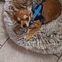 accessories, animal, beagle, bulldog, canine, chihuahua, clothing, cockerspaniel, cushion, dog, dogbed, homedecor, hound, lifejacket, person, pet, puppy, sleeping, strap, vest