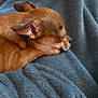 Végas a rejoint le concours — aidez-le/la à gagner de superbes lots ! adult, animal, bed, blanket, bulldog, canine, chihuahua, dog, female, furniture, homedecor, hound, linen, person, pet, puppy, quilt, sleeping, towel, woman