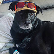 Simba a rejoint le concours — aidez-le/la à gagner de superbes lots ! animal, bed, black_dog, blanket, booties, brown_wall, bulldog_pillow, canine, cap, cute, decor, dog, furniture, household, indoor, pet, pillow, portrait, resting, sunglasses