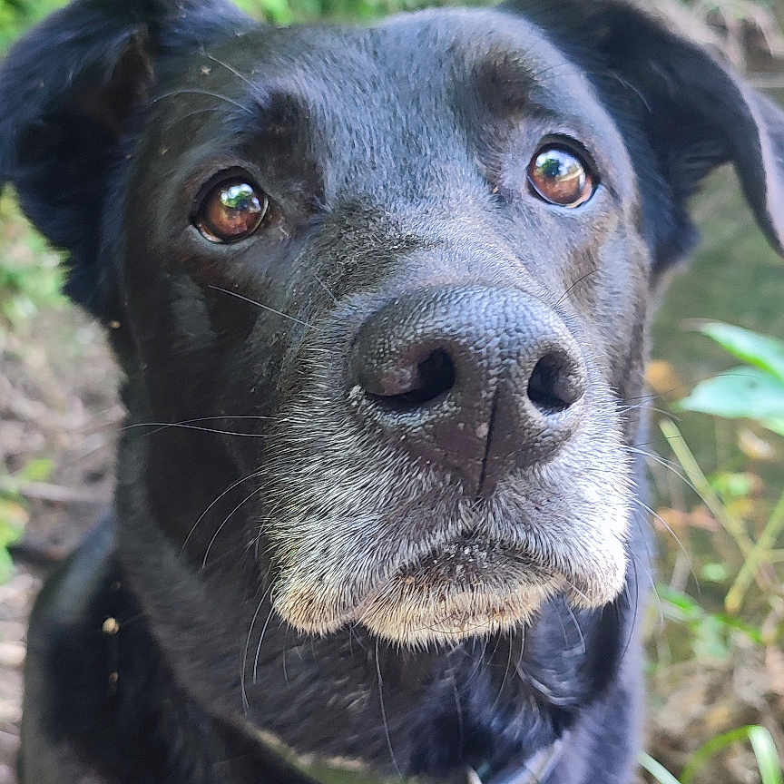 Simba participe au concours pour gagner de l'argent avec cette photo : animal, black_dog, canine, closeup, collar, curious, dog, ears, eyes, forest, fur, grass, greenery, muzzle, nature, outdoor, pet, portrait, tag, whiskers