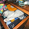 Soushy a rejoint le concours — aidez-le/la à gagner de superbes lots ! kitten, cat, sleeping, drawer, yarn, scissors, wooden_furniture, colorful, cozy, cluttered, relaxed, indoor, small_animal, paw, face, pink_paw_pads, craft_supplies, resting, domestic_cat, napping