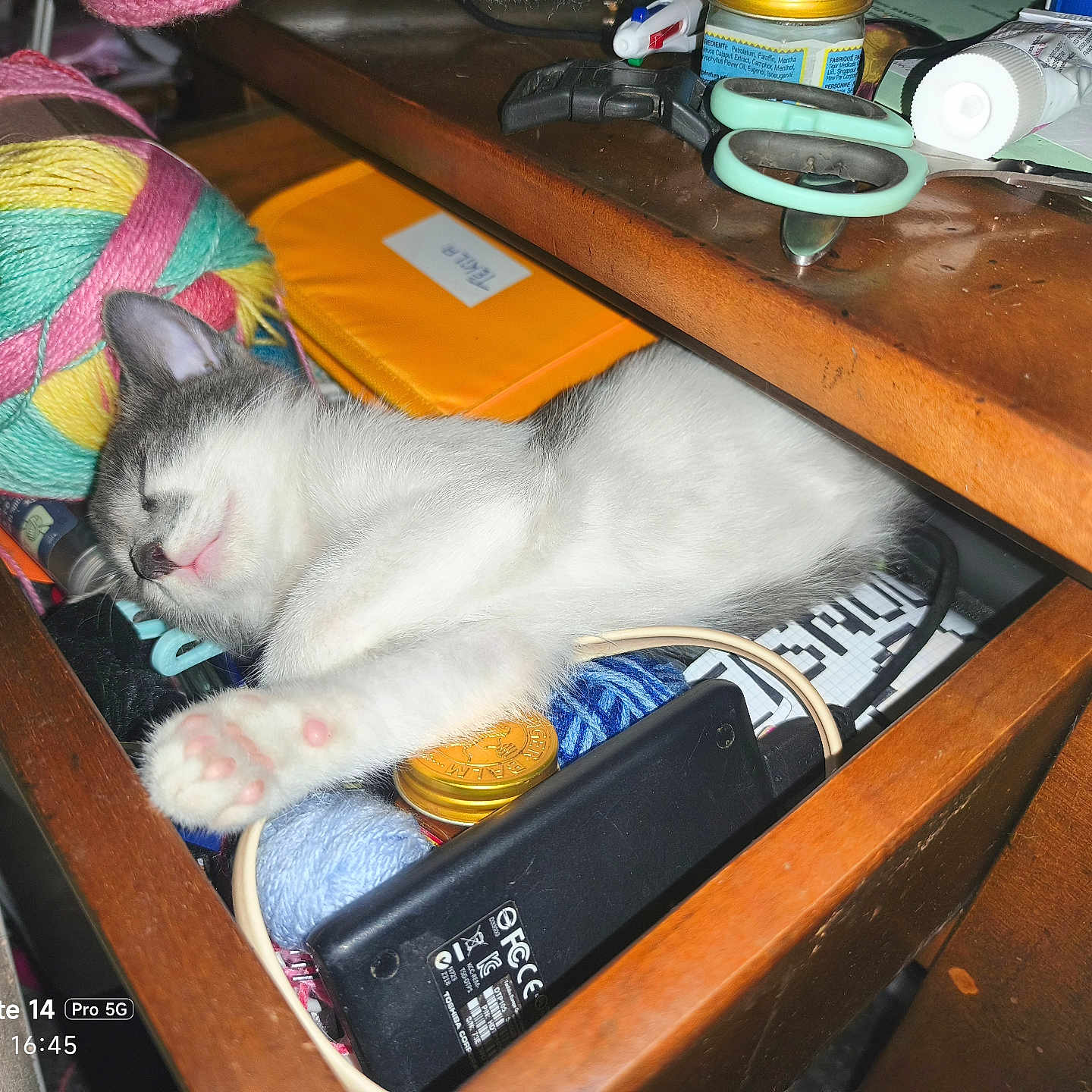 Soushy a rejoint le concours — aidez-le/la à gagner de superbes lots ! kitten, cat, sleeping, drawer, yarn, scissors, wooden_furniture, colorful, cozy, cluttered, relaxed, indoor, small_animal, paw, face, pink_paw_pads, craft_supplies, resting, domestic_cat, napping