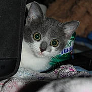 Soushy a rejoint le concours — aidez-le/la à gagner de superbes lots ! kitten, cat, gray, white, curious, peeking, wide_eyes, blanket, indoor, pet, fur, animal, closeup, face, whiskers, young, cute, domestic, cozy, soft