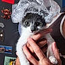 Soushy a rejoint le concours — aidez-le/la à gagner de superbes lots ! kitten, cat, pet, hand, holding, plastic_wrap, headwear, curious, gray_and_white, indoor, bracelet, person, young_cat, cute, animal, feline, portrait, close_up, wall_decor, background