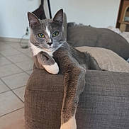 Ivy participe au concours pour gagner de l'argent avec cette photo : cat, gray_cat, white_paws, couch, indoor, floor_tiles, relaxed, pet, feline, paw, sofa, animal, household, domestic, looking, resting, fur, whiskers, ears, eyes