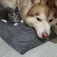 Jax participe au concours pour gagner de l'argent avec cette photo : dog, cat, kitten, husky, cushion, gray_cat, white_paws, indoor, floor, pet, animal, snuggling, resting, fur, ears, cute, companion, looking, domestic_animal, closeup