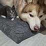 dog, cat, kitten, husky, cushion, gray_cat, white_paws, indoor, floor, pet, animal, snuggling, resting, fur, ears, cute, companion, looking, domestic_animal, closeup