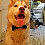 dog, husky, bow_tie, tongue_out, happy, pet, indoor, kitchen, tile_floor, appliance, basket, smiling_dog, fur, cute, animal, domestic, companion, friendly, household, canine