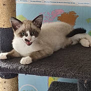 Plume a rejoint le concours — aidez-le/la à gagner de superbes lots ! kitten, cat, cat_tree, indoor, pet, animal, feline, playful, resting, young, cute, fur, whiskers, ears, paws, tail, world_map, background, cozy, curious
