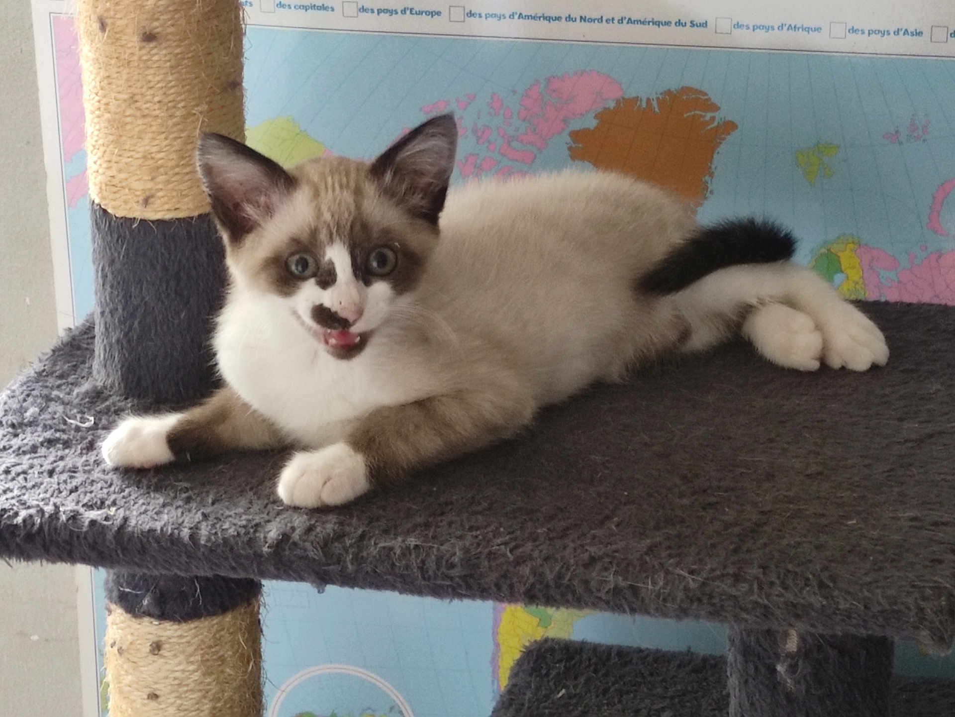 Plume a rejoint le concours — aidez-le/la à gagner de superbes lots ! kitten, cat, cat_tree, indoor, pet, animal, feline, playful, resting, young, cute, fur, whiskers, ears, paws, tail, world_map, background, cozy, curious
