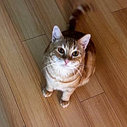 Finfin is registered to the contest to win money with this photo: cat, orange_tabby, pet, animal, wooden_floor, indoor, tail, fur, whiskers, ears, eyes, looking_up, cute, domestic_cat, mammal, feline, playful, curious, sitting, house_pet