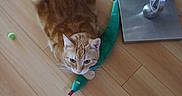 Finfin is registered to the contest to win money with this photo: cat, orange_tabby, toy, snake_toy, wooden_floor, flooring, indoor, pet, animal, playful, curious, claw, ears, whiskers, metal_sculpture, home, domestic, feline, relaxed, looking_up