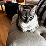 Finfin is registered to the contest to win money with this photo: cat, blue_eyes, cushion, ottoman, striped_pillow, living_room, wooden_floor, furniture, pet, indoor, relaxed, fur, whiskers, ears, domestic_animal, cozy, home_interior, sitting, resting, natural_light