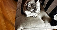 Finfin joined the competition — help win amazing prizes! animal, cat, close_up, cozy, domestic_animal, feline, furniture, gray_cat, home, indoor, natural_light, ottoman, peaceful, pet, relaxing, sitting, soft_fur, striped_cushion, tufted, wooden_floor