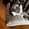 Finfin joined the competition — help win amazing prizes! cat, gray_cat, pet, feline, indoor, ottoman, furniture, striped_cushion, wooden_floor, tufted, relaxing, cozy, domestic_animal, close_up, animal, sitting, soft_fur, natural_light, home, peaceful