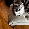 cat, blue_eyes, feline, pet, indoor, cushion, chair, wooden_floor, striped_blanket, cozy, resting, fur, domestic_animal, animal, home_interior, natural_light, comfort, relaxation, close_up, quiet